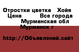 Отростки цветка  “Хойя“ › Цена ­ 300 - Все города  »    . Мурманская обл.,Мурманск г.